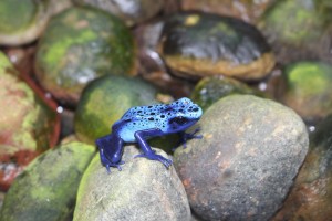 blue frog